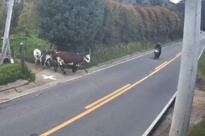 Motorcyclist Critically Injured After Colliding With Cow on Rural Road