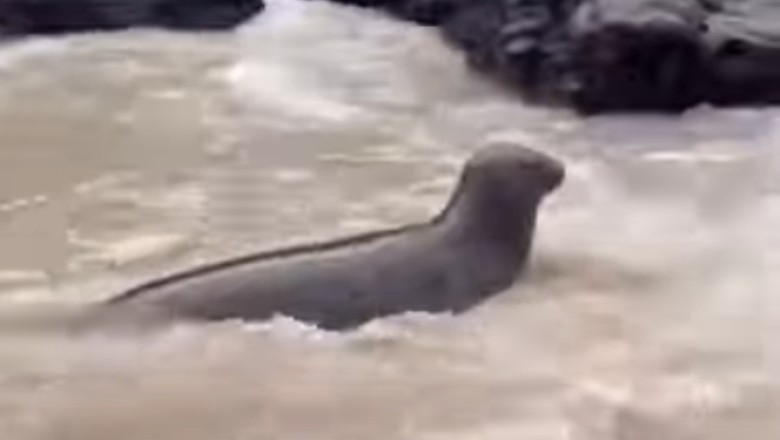 The boy and the seal