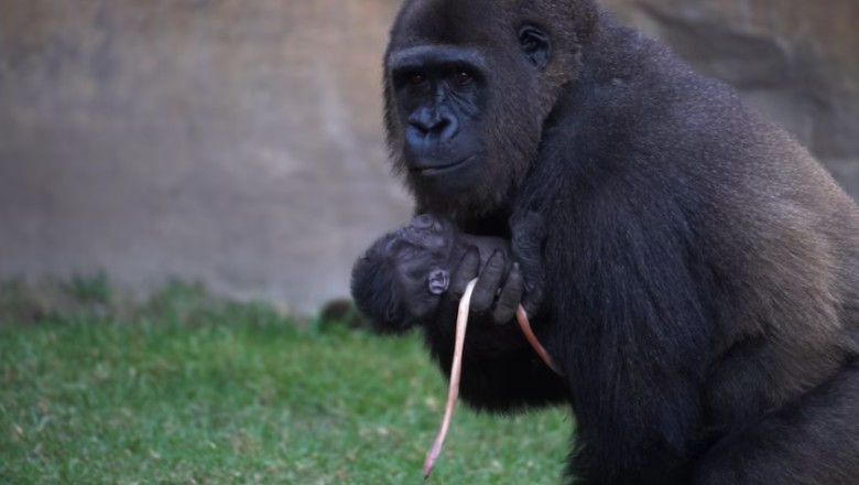 Scientists Are Stunned as an Endangered Gorilla Is Born in Front of Visitors at a Spanish Zoo